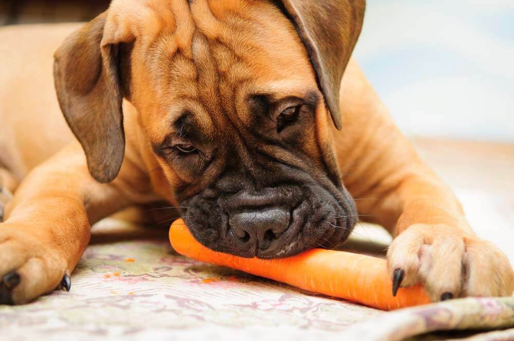 Are Carrots Good for Dogs? Health Benefits of Feeding Raw
