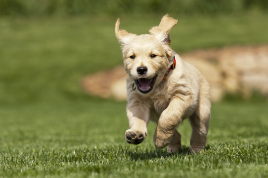 The Top 10 Cutest Puppy Breeds Pawstruck Press