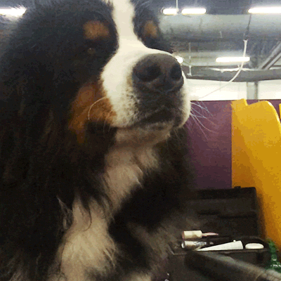 Top 10 Cutest Large Dog Breeds- Pawstruck Press