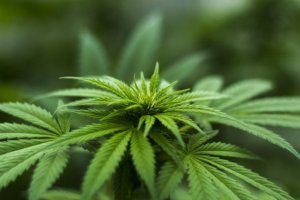 Poisonous plants for dogs list close up of marijuana cannabis plant