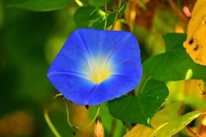 Close up of blue morning glory flower 