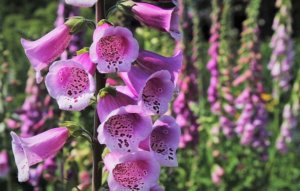 poisonous plants for dogs pictures clusters of foxglove 