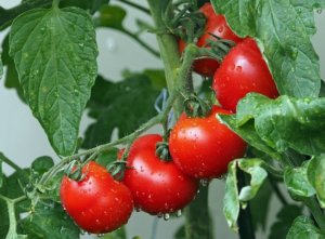 ripe red tomatoes hanging from tomato plant 